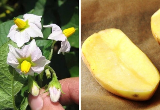 картофель цветы клубень