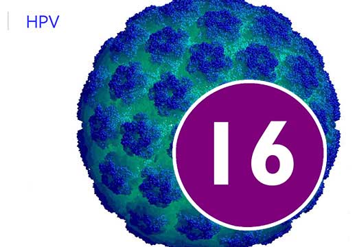 ВПЧ 16 типа вирус