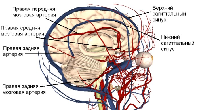 Кровеносная система головного мозга