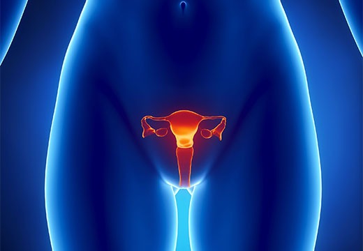 Репродуктивные органы женщины