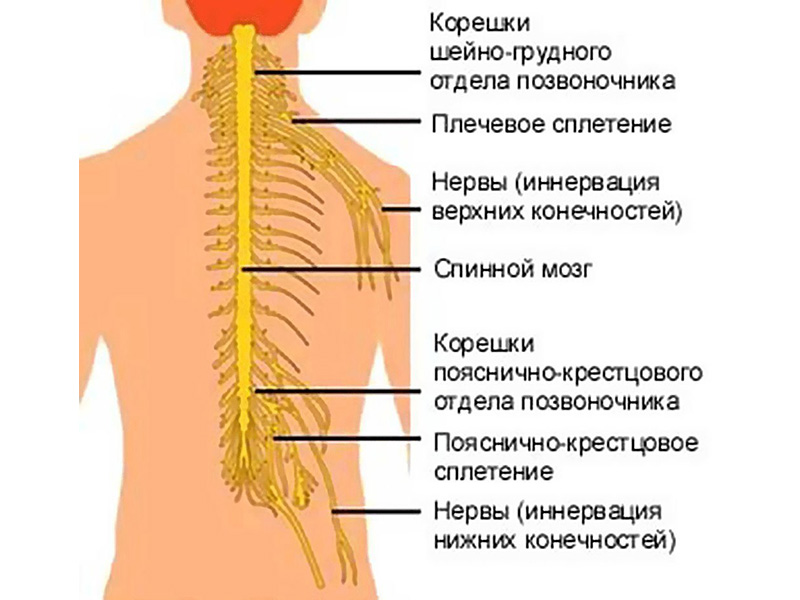 Защемление нерва в спине поясница. Иннервация Корешков поясничного отдела. Нервный корешок в шейном отделе позвоночника. Нерв в грудном отделе. Нервы грудного отдела позвоночника.