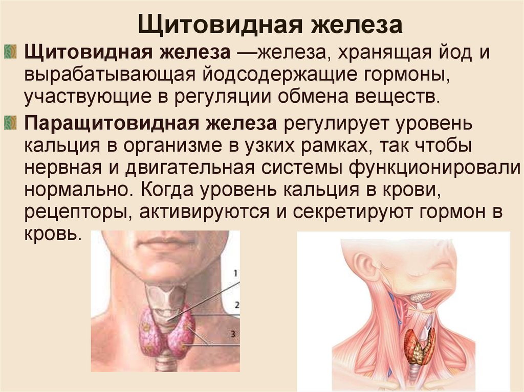 Что такое щитовидка